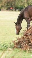 Castagna bellezza avvicinamento di un' sbalorditivo cavallo foto