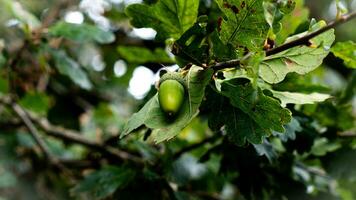 dettagliato macro tiro di europeo quercia foglia e ghianda foto