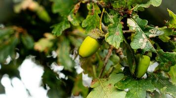 dettagliato macro tiro di europeo quercia foglia e ghianda foto