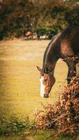 Castagna bellezza avvicinamento di un' sbalorditivo cavallo foto