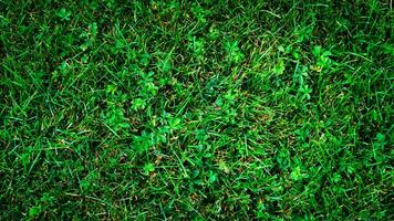 struttura sfondo di verde erba foto