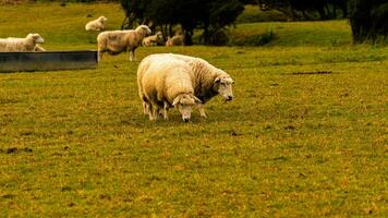 gregge di di lana pecora su un' campagna azienda agricola foto