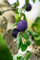 viola blu prugne su albero ramo foto