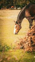 Castagna bellezza avvicinamento di un' sbalorditivo cavallo foto