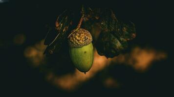 dettagliato macro tiro di europeo quercia foglia e ghianda foto