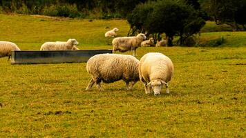 gregge di di lana pecora su un' campagna azienda agricola foto