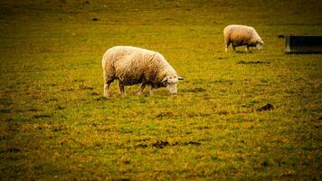 gregge di di lana pecora su un' campagna azienda agricola foto