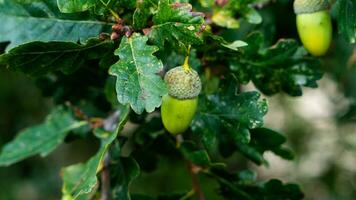 dettagliato macro tiro di europeo quercia foglia e ghianda foto