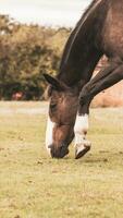 Castagna bellezza avvicinamento di un' sbalorditivo cavallo foto