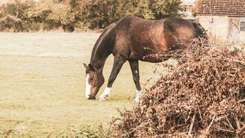 Castagna bellezza avvicinamento di un' sbalorditivo cavallo foto