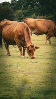 rurale prato pascolo Marrone bestiame nel verde pascolo foto