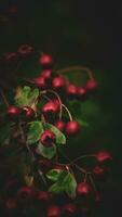 macro avvicinamento di maturo biancospino frutti di bosco nel autunno foto