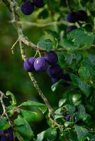 viola blu prugne su albero ramo foto