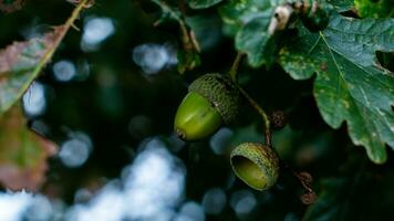 dettagliato macro tiro di europeo quercia foglia e ghianda foto