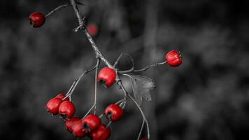 macro avvicinamento di maturo biancospino frutti di bosco nel autunno foto