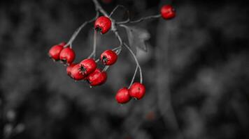 macro avvicinamento di maturo biancospino frutti di bosco nel autunno foto