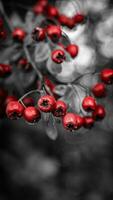 macro avvicinamento di maturo biancospino frutti di bosco nel autunno foto