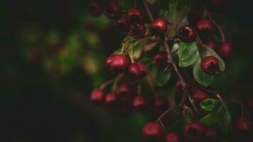 macro avvicinamento di maturo biancospino frutti di bosco nel autunno foto