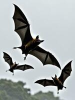 maestoso pipistrelli nel volo un' travolgente nero e bianca vicino su. ai generato. foto