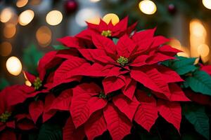 fioritura splendore di stelle di Natale. ai generato. foto