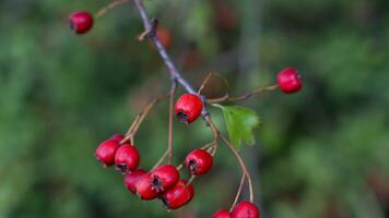 macro avvicinamento di maturo biancospino frutti di bosco nel autunno foto