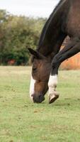 Castagna bellezza avvicinamento di un' sbalorditivo cavallo foto