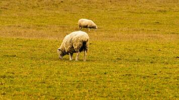 gregge di di lana pecora su un' campagna azienda agricola foto