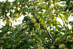 mele verdi sul ramo di un albero foto