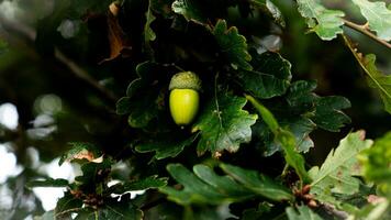 dettagliato macro tiro di europeo quercia foglia e ghianda foto