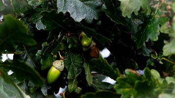 dettagliato macro tiro di europeo quercia foglia e ghianda foto