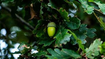 dettagliato macro tiro di europeo quercia foglia e ghianda foto