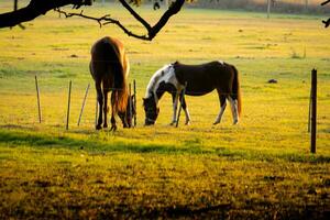 cavalli nel campo a tramonto Alba foto