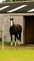 Castagna bellezza avvicinamento di un' sbalorditivo cavallo foto