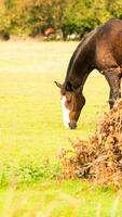 Castagna bellezza avvicinamento di un' sbalorditivo cavallo foto