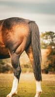 Castagna bellezza avvicinamento di un' sbalorditivo cavallo foto