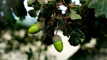 dettagliato macro tiro di europeo quercia foglia e ghianda foto