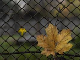 due foglie di acero sullo sfondo della recinzione. fogliame autunnale foto