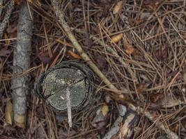 vecchio ceppo incrinato secco nel fogliame autunnale nella foresta foto