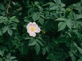 fiore rosa sul cespuglio verde. freschezza primaverile. foto