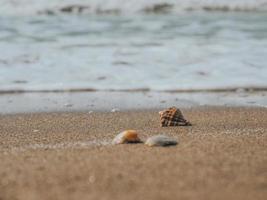 conchiglie nella sabbia sulla costa del mare o sull'oceano. Schiuma marina foto