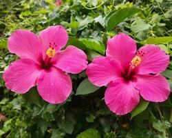 rosa ibisco fiore avvicinamento con fioritura petali e freschezza nel natura. foto