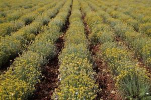 campo di immortelle al giorno di sole foto