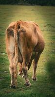 rurale prato pascolo Marrone bestiame nel verde pascolo foto