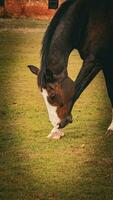 Castagna bellezza avvicinamento di un' sbalorditivo cavallo foto