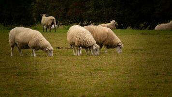 gregge di di lana pecora su un' campagna azienda agricola foto