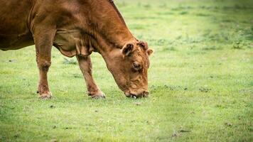 rurale prato pascolo Marrone bestiame nel verde pascolo foto