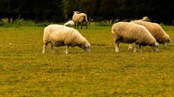 gregge di di lana pecora su un' campagna azienda agricola foto