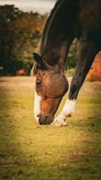 Castagna bellezza avvicinamento di un' sbalorditivo cavallo foto