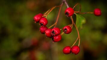 macro avvicinamento di maturo biancospino frutti di bosco nel autunno foto