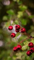 macro avvicinamento di maturo biancospino frutti di bosco nel autunno foto